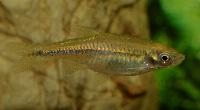 Rasbora steineri