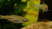 Rasbora steineri