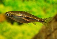 Rasbora steineri