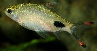 Dawkinsia assimilis