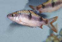 Dawkinsia arulius