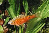 Puntius conchonius