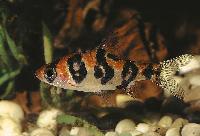 Desmopuntius rhomboocellatus