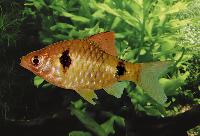Puntius cumingi