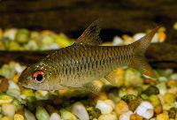 Enteromius callipterus