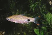 Puntius filamentosus