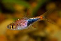 Trigonostigma truncata