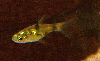 Pethia gelius