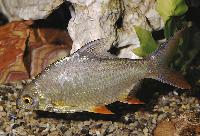 Barbonymus schwanenfeldi