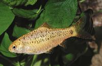 Barbodes semifasciolatus