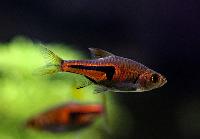 Trigonostigma espei
