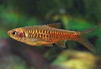 Rasbora vulcanus