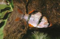 Puntius tetrazona