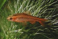 Puntius titteya