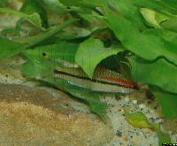 Sahyadria denisonii