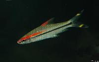 Sahyadria denisonii