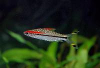 Sahyadria denisonii