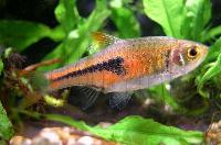 Trigonostigma espei