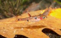Boraras maculatus