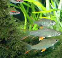 Hypselobarbus jerdoni och  Sahyadria denisonii