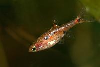 Boraras maculatus
