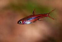 Boraras brigittae