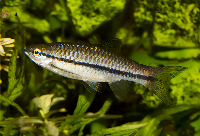 Rasbora einthovenii