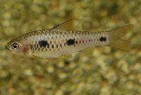 Barbus trispilos