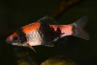 Haludaria fasciata