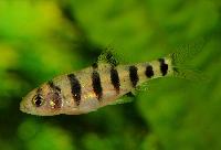 Barbodes semifasciolatus