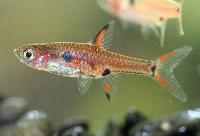 Boraras maculatus
