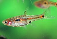 Boraras merah