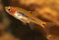 Boraras urophthalmoides