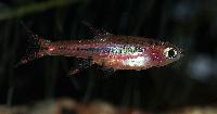 Boraras brigittae