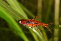 Boraras brigittae
