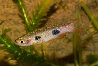 Clownrasbora