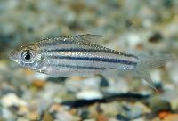Puntius johorensis