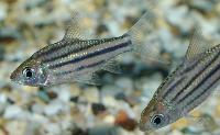 Puntius johorensis