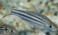 Puntius johorensis