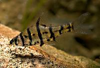 Eirmotus octozona