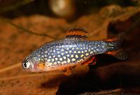 Galaxyrasbora