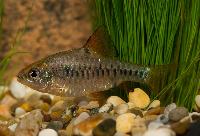 Oliotius oligolepis