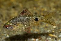 Indianbarb