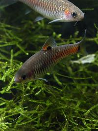 Puntius bimaculatus