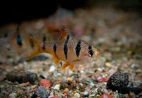 Desmopuntius pentazona