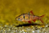 Desmopuntius pentazona