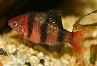 Purpurhuvudsbarb