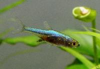 Sundadanio axelrodi