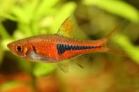 Trigonostigma espei