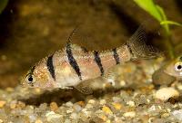 Desmopuntius hexazona